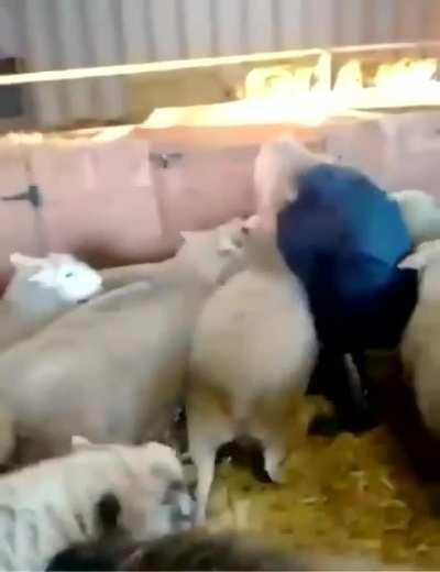 Silenced by the lambs