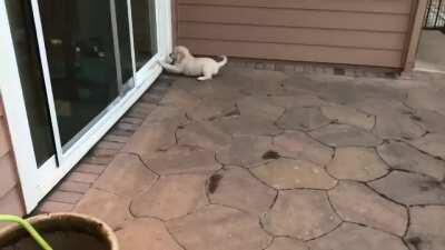 Puppy’s first zoomie.