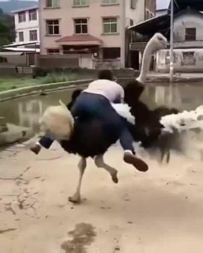 Riding an ostrich