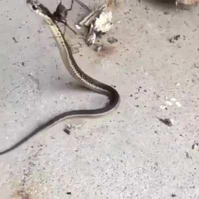 Snake hunting by Spider