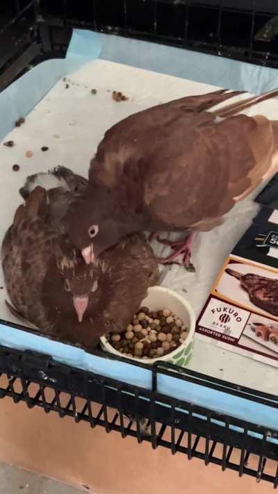 Big Brother Caring for Younger Sibling