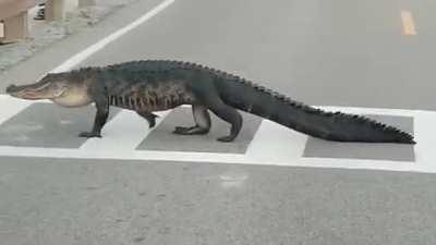 Alligator using the crosswalk to cross the road.