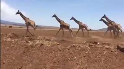 This tower of giraffes running beside a road