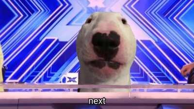 Doge X Factor