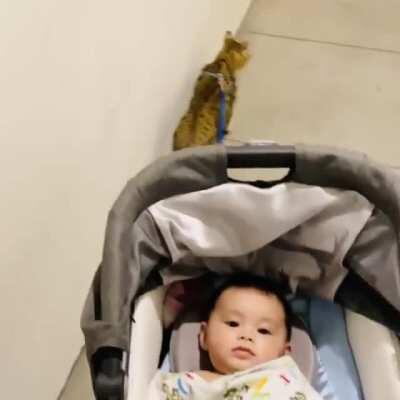 А Матроскин говорил, что ездовых котов не бывает