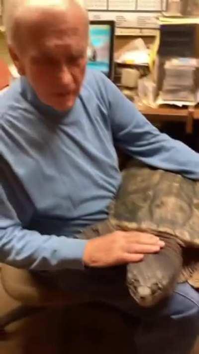 This Man found, raised, and nurturer a Snapping turtle from the time it was the size of a thumb nail. Now it's a big softy.