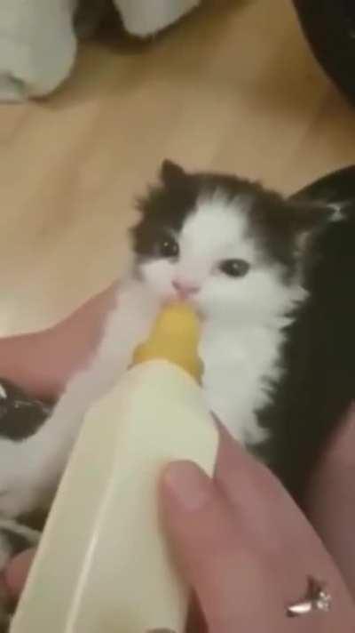 Bottle feeding the wigglefloof