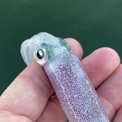 psychedelic squid