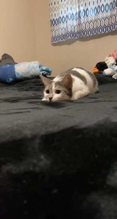 My baby girl Celeste and her lil wiggle