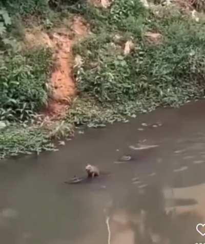 Capivara from Rio slums riding a gator