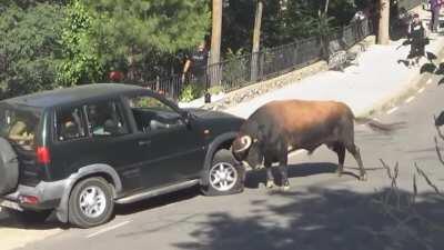Bull vs SUV
