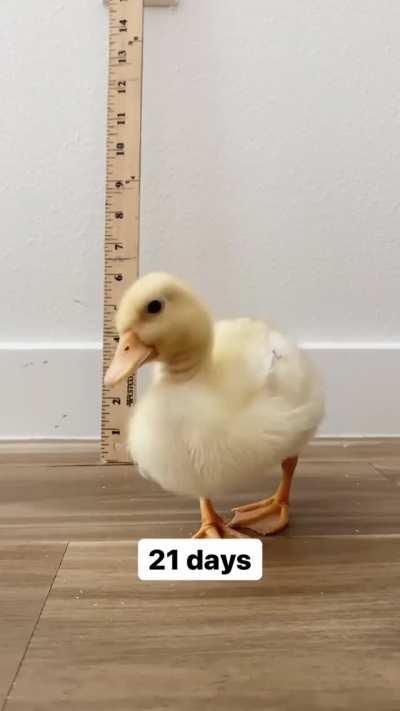 Duckys growth from day 1🐣 to day 45🐤
