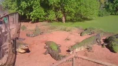 just feeding a crocodile