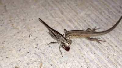 Katydid munching on a Lizard's face