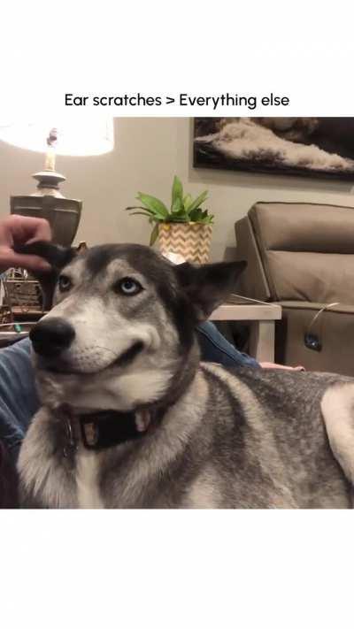 The pleasure he gets from having his ear scratched.