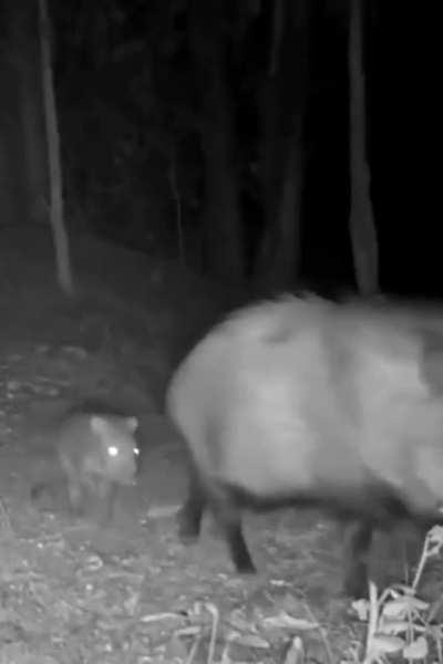 Mama pig, baby pig and their frog friend.