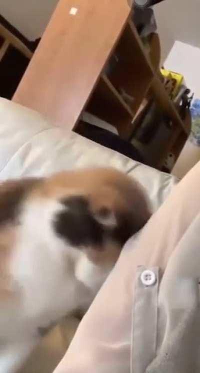 For anyone having a hard day, here’s a video of a cat asking for pets to brighten your day