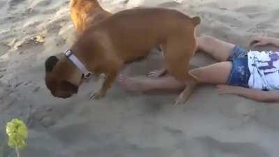 Little girl disturbs relaxing dog and finds out