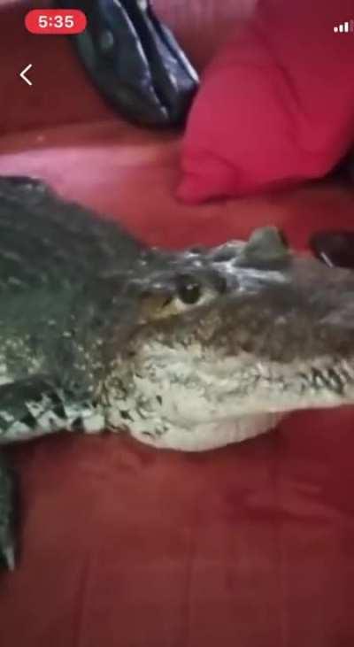 Nippli pets be like...