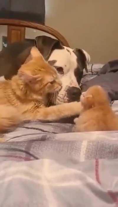 Introducing Kittens to Her Dog Friend