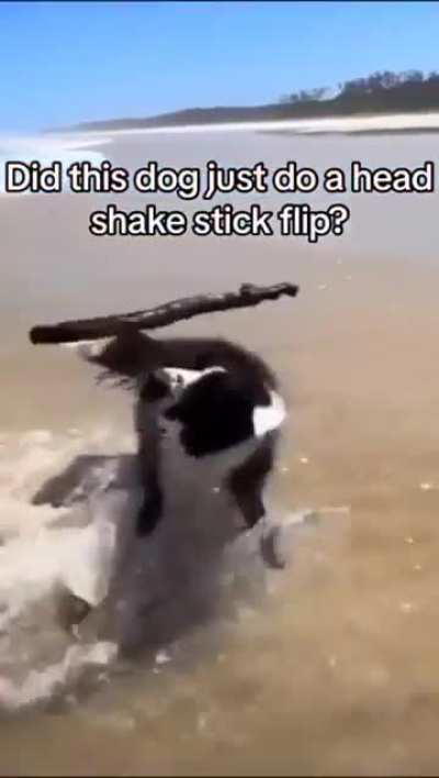 The Agile Canine Commander, trained agility master himself