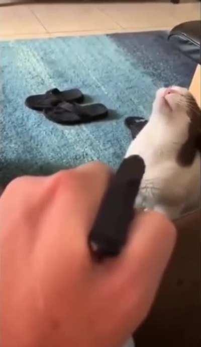 When the “punishment” for scratching the furniture doesn’t work