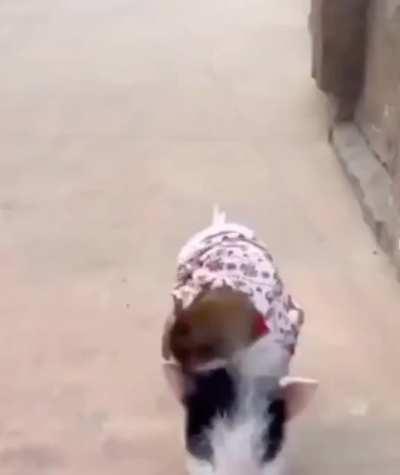 the preferred method of my transporation is swine