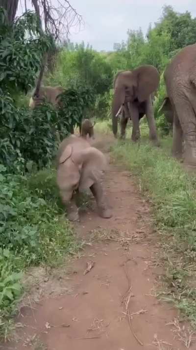 🔥 Baby elephant to its mate, 