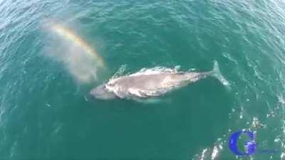 Humpback whale shoots out a rainbow