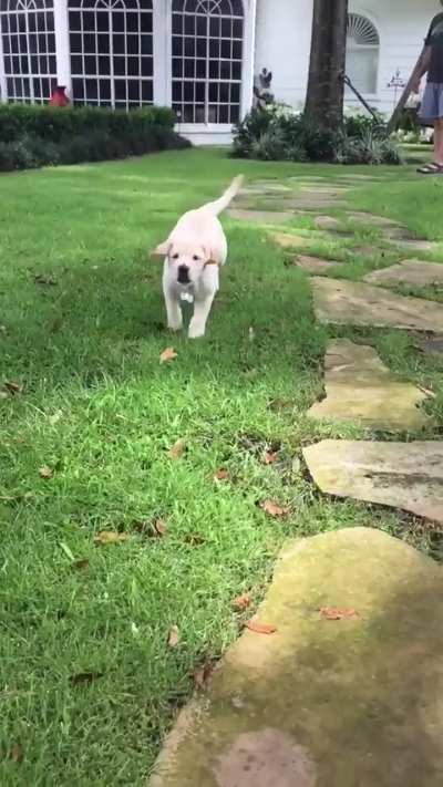 Happy Puppy