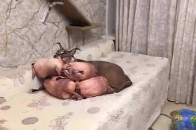 gosha gets assaulted :((((((((