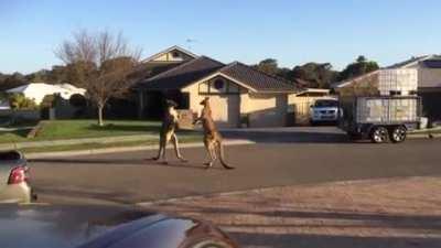 Wild Kangaroos Street Fight in the Middle of an Australian Neighborhood