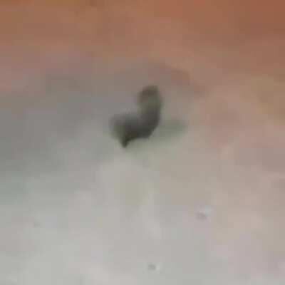 rat vibin doe 🥶🥶🥵