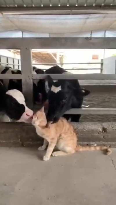 Cute pussy violated by multiple thirsty tongue