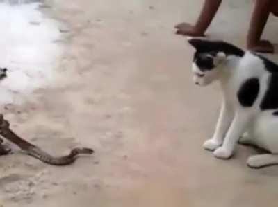 A snake fighting a cat while being eaten by a frog...