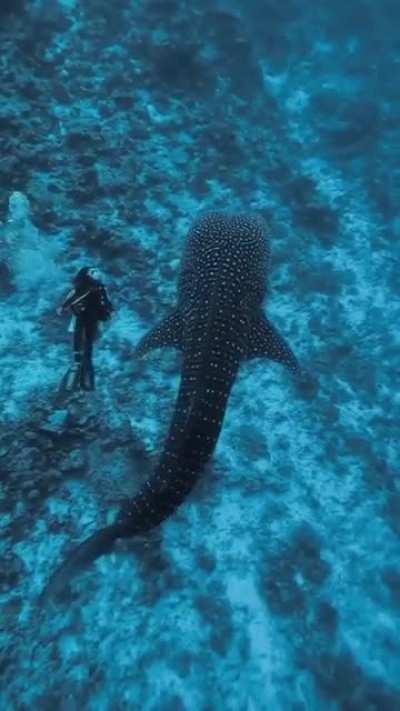 A dream dive with this gentle giant 🐋