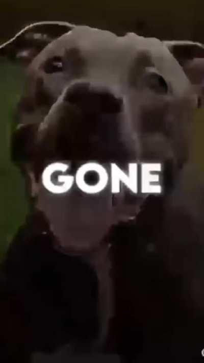 🗣️🗣️it’s gone🗣️🗣️