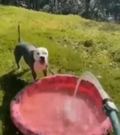 There are two types of dogs...