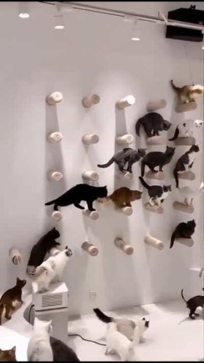 Cats Attendance Time