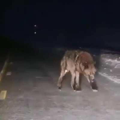 This enormous wolf