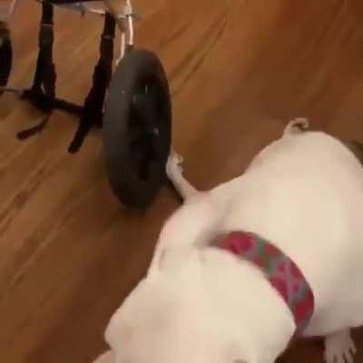 The happiness of the dog who got his wheelchair
