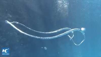 When two bubble rings collide in the ocean