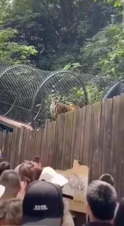 He knew exactly what he was doing.

