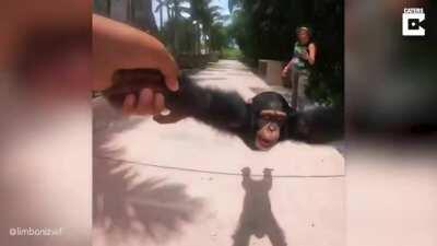 Mono girando HD HQ sin xvideos