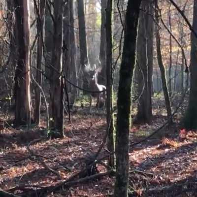 🔥 Stag barks in the deep forest..