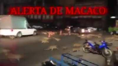 ALERTA PORTEIRO DA MACACOLANDIA ESTA DESAPARECIDO TRANQUEM SUAS CASAS E NÃO SAIAM PARA AS RUAS