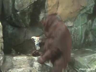 An eldery Orangutan washing herself and cleaning her room