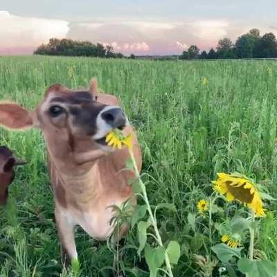 Sunflowers are with the effort