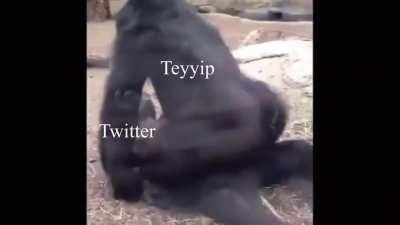 Teyyip Widedoğan