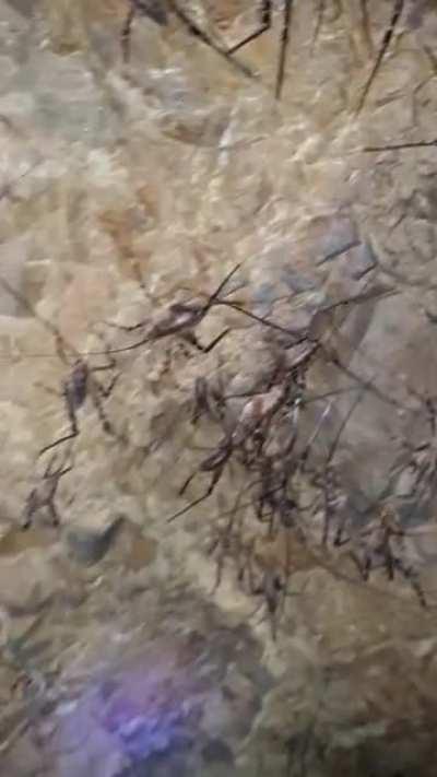 A New Zealand weta cave